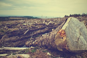 Zona forestal talada con troncos cortados y tocones &mdash; La tala de &aacute;rboles y su efecto sobre el medio ambiente